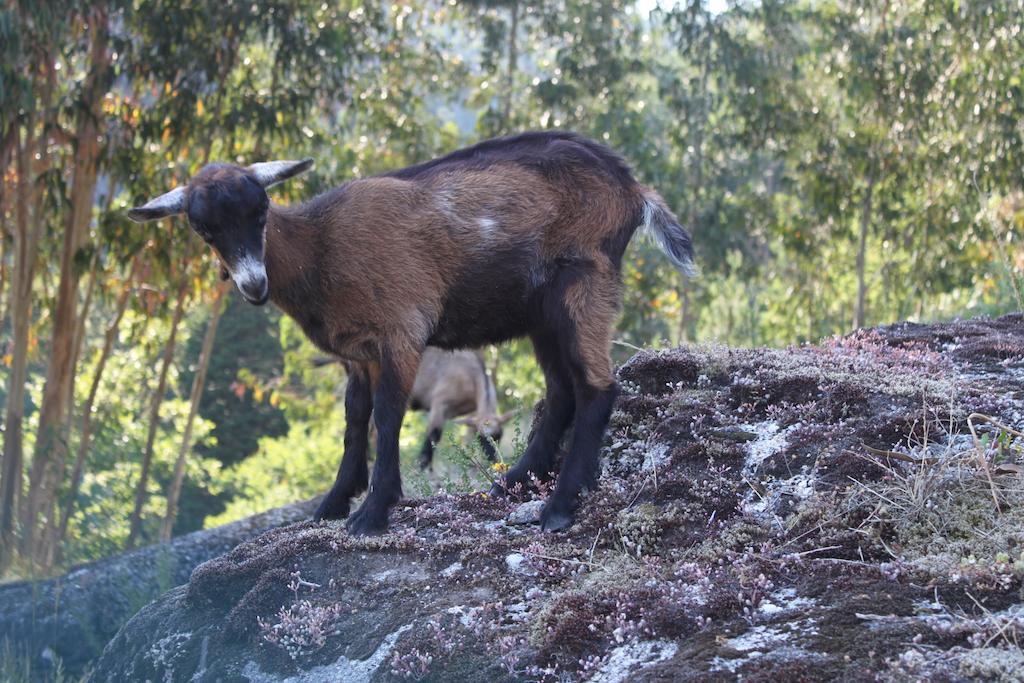 Séjour à la ferme Casa Leiras Vieira do Minho
